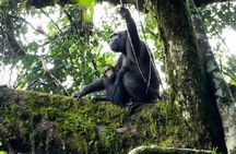 1 Day Kibale National Park