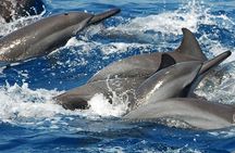 Whales and Dolphins Watching Mirissa 