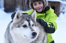 A fun 3-km Husky Safari from Levi Including a Husky Sled Ride