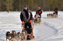 Husky Safari from Levi 2 KM or 5 KM with Husky Sledge Ride