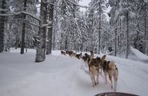 Husky Safari from Levi 2 KM or 5 KM with Husky Sledge Ride