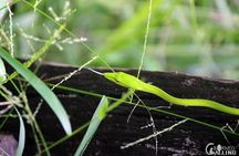 Borneo Kinabatangan River Cruise Day Trip