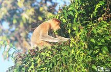 Borneo Kinabatangan River Cruise Day Trip