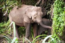Borneo Kinabatangan River Cruise Day Trip