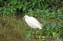 Borneo Kinabatangan River Cruise Day Trip