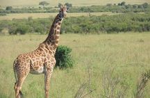 3 days 2 night Maasai Mara safari from Mombasa