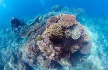 Bali Diving Day Trip-Manta Point/Tulamben Shipwreck-Fun Dive