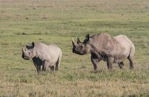 5 Days Tanzania Safari- Tarangire Np, Serengeti Np and Ngorongoro Crater