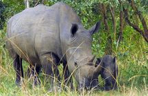 5 Days Murchison Falls and Kibale National Park