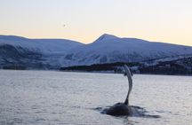Polar Whale Safari From Tromsø