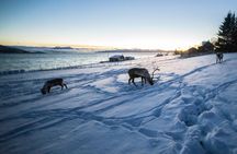 Tromsø: Exclusive Fjord Adventure by Bus
