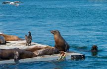 San Diego Shore Excursion: San Diego Seal Tour