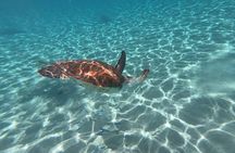 Snorkel with Turtles & Kenepa Grandi Beach: Nr.1 Island Day Trip