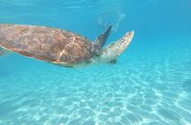Snorkel with Turtles & Kenepa Grandi Beach: Nr.1 Island Day Trip
