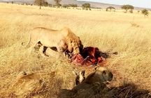 4 Days Tanzania Camping Safari from Mwanza to Serengeti & Ngorongoro Crater 