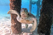 Swimming with sea turtles with the Award Winner 2023 & 2024