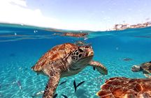 Swimming with sea turtles with the Award Winner 2023 & 2024