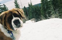 UTV OR Snow Mobile & Snowshoe Winter Adventures from Reno