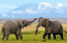 3 Days 2 Nights Amboseli Safari