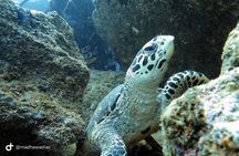 Scuba Diving at Unawatuna