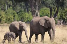 3 days 2 night Maasai Mara safari from Mombasa