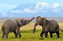 7 days safari to Amboseli, Naivasha, Lake Nakuru and Masai Mara National parks