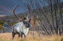 Arctic Nature Tour from Tromsø by minibus