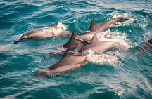 Whales & Dolphin Watching Day Tour including Handunugoda Teafactory 