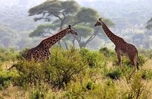 Day Tour Safari Arusha National Park