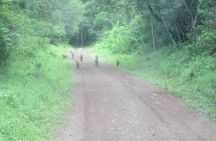 Day Tour Safari Arusha National Park