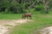 Yala Safari Private Day Tour Kaluthara/Beruwala/Bentota/Kosgoda/Ahungalla
