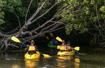 Trio Tour: El Yunque, Luquillo Beach, and Bio Bay Night Kayaking