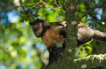 Jeep Tour to Tijuca Forest in Rio de Janeiro