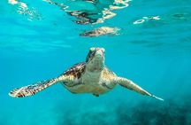 Barbados Catamaran Turtle and Shipwreck Snorkeling Cruise