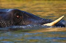 Botswana-Chobe national Park Savuti 3 nights camping