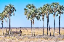 Botswana-Chobe national Park Savuti 3 nights camping