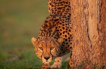 Ngorongoro Adventures in a day