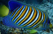 Bora Bora: Luxury Private Half Day Snorkeling Tour