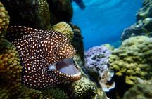 Luxury Full Day Snorkeling