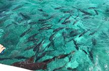 Coral Garden Shark and Sting Ray Alley Snorkeling