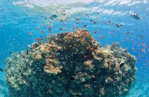 Snorkeling and white island tour in Sharm El Sheikh