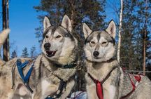 Lapland Reindeer and Husky Safari from Levi