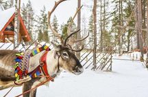 Lapland Reindeer and Husky Safari from Levi
