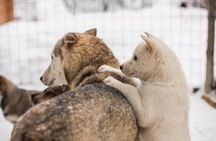 Lapland Reindeer and Husky Safari from Levi