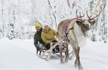 Lapland Reindeer and Husky Safari from Levi