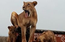 1 Day Tour Nairobi National Park,Giraffe Center&Karen Blixen