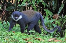 Gishwati Natural Forest in Rwanda & Lake Kivu Tour