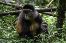 Gishwati Natural Forest in Rwanda & Lake Kivu Tour