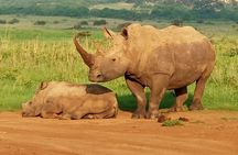  1Day Tour Nairobi Park ,Giraffe Center,karen Blixxen Guided tour