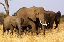 4 Days Joining group budget camp Safari in Serengeti , Ngorongoro and Tarangire